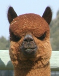 Kirwin